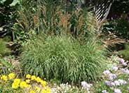 Myoporum+parvifolium+putah+creek